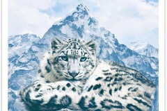 snow-leopard